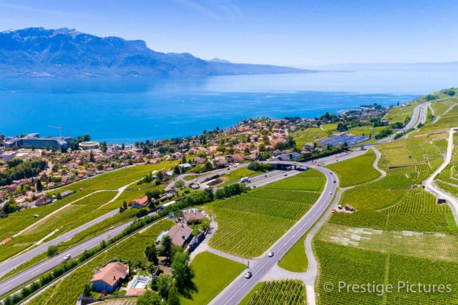 Grapevines on the banks of Lake Geneva by Prestige Pictures